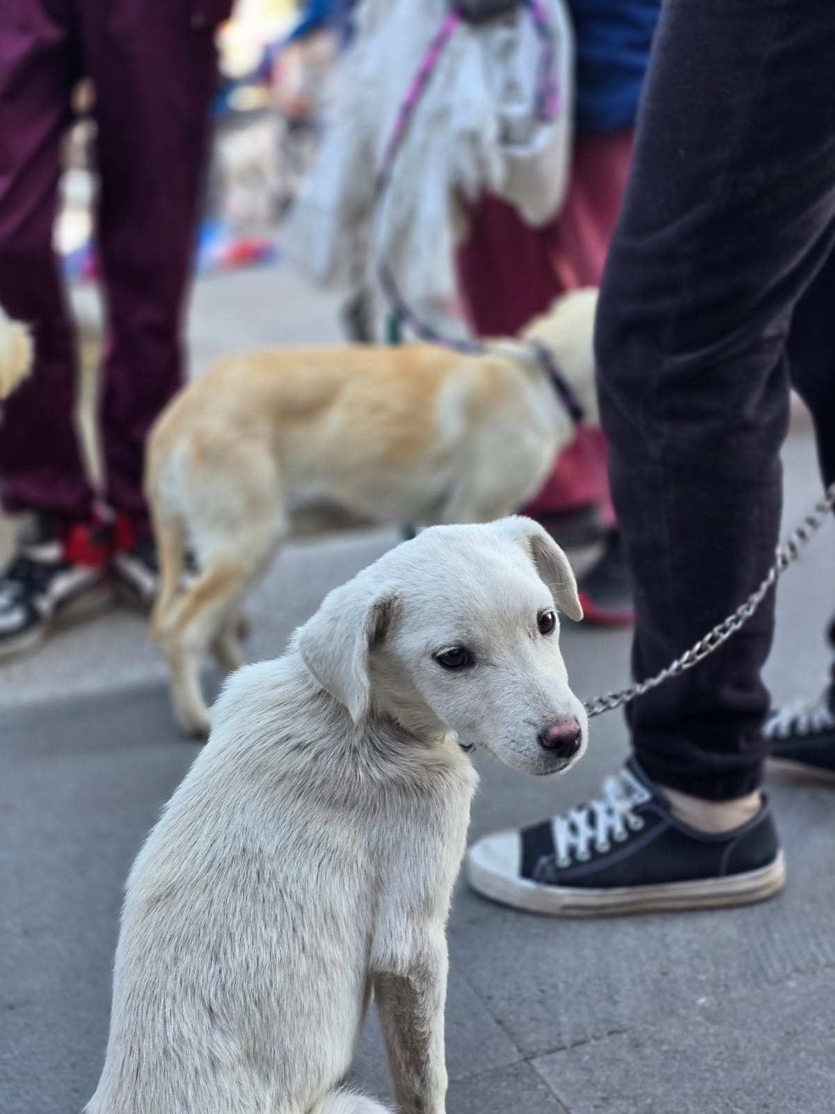 Jornada de esterilización canina y felina en Toluca