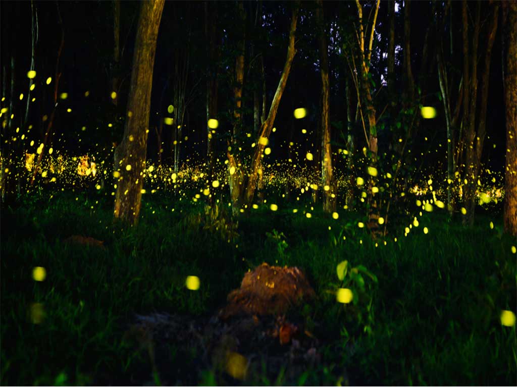 Amecameca se iluminará con el Festival Internacional de la Luciérnaga 2025