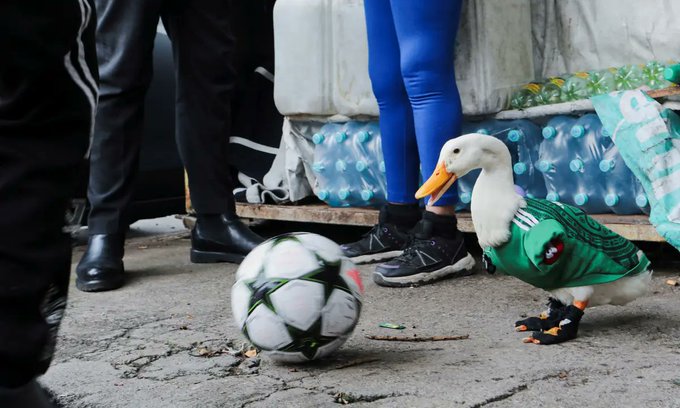Pato Merlín en Palacio Nacional: críticas y debate