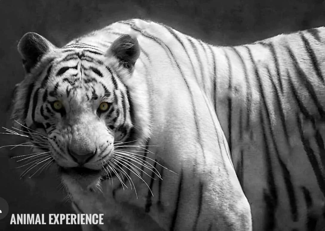 Le dispararon al tigre Kenzo y luego dijeron que estaba bien