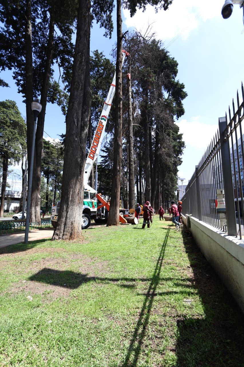 Retiran 24 árboles secos de Paseo Colón, Toluca