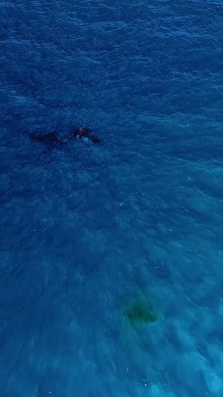 Ballena jorobada da a luz frente a Australia; dron graba el momento