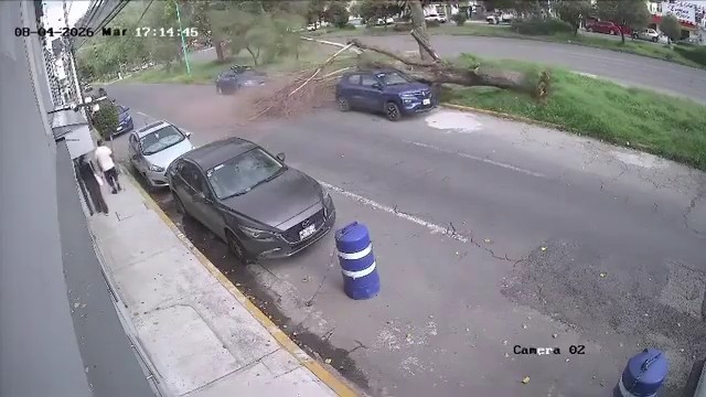 Video capta caída de árbol sobre un auto estacionado en Toluca