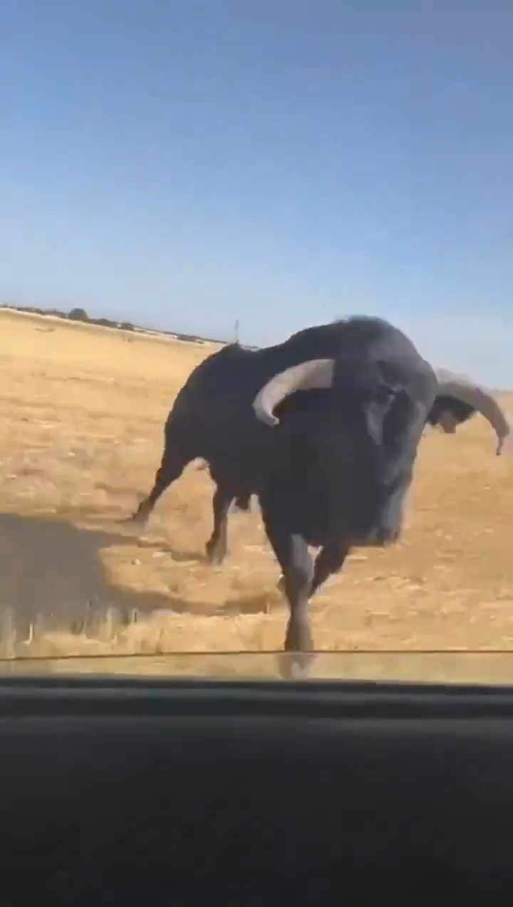 Impactante: Toro embiste con furia vehículo en movimiento