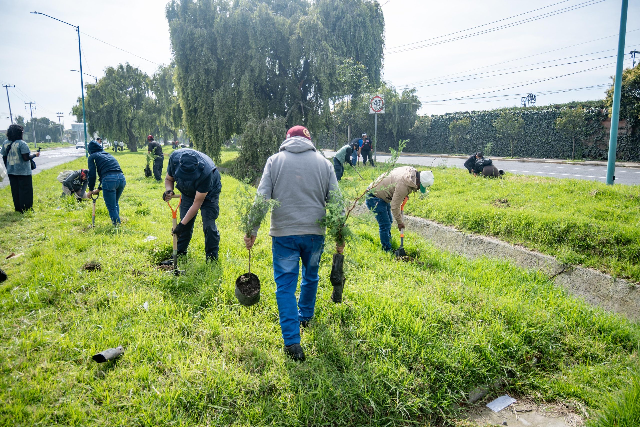 Plantan más de mil nuevos árboles en Calzada del Pacífico de Toluca